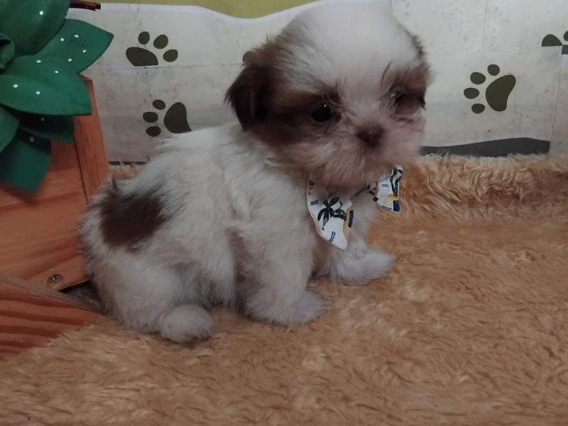 WhatsApp Image 2025-11-18 at 10.29.15 (1)