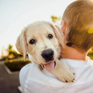 adotar-cachorro-pet