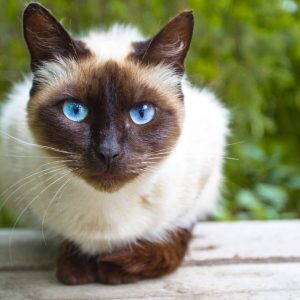 gato-siames