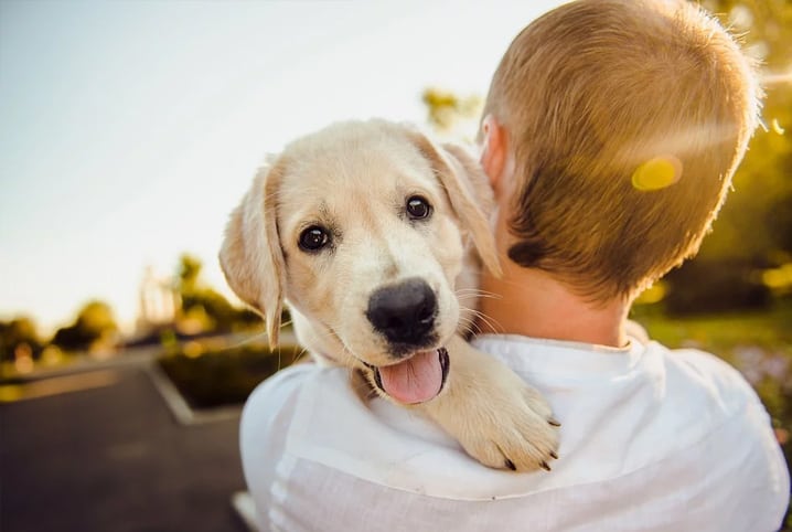adotar-cachorro-pet-1