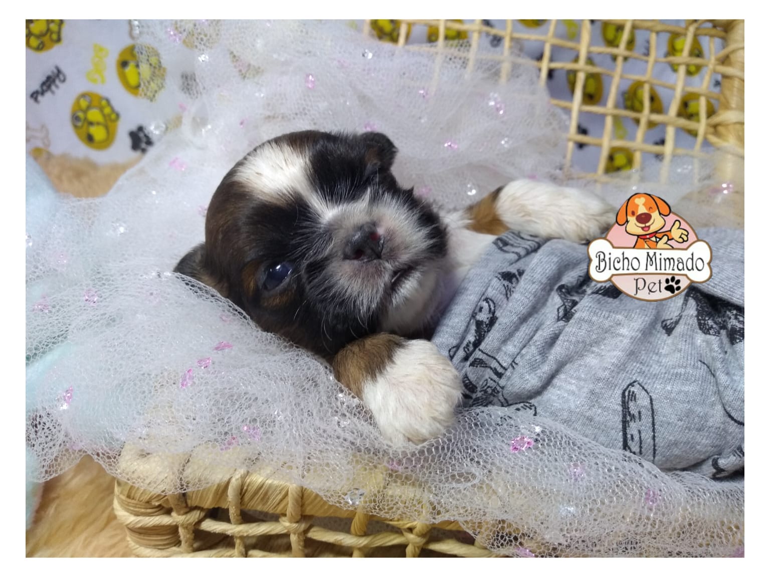 bichomimadopet